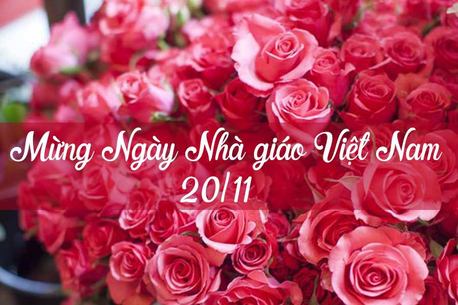 Hoa hồng  bó hoa chúc mừng thầy cô cực kỳ ý nghĩa cho ngày 2011  Hoa  Tươi 360o