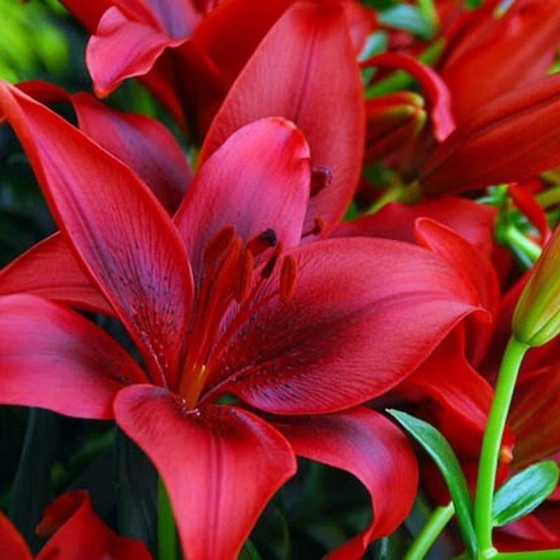 Những loài hoa trang trí giáng sinh ấn tượng - Hoa18.com
