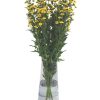 Hoa cắt cành - Hoa Calimero Vàng -IMG_6750 - Hoa18