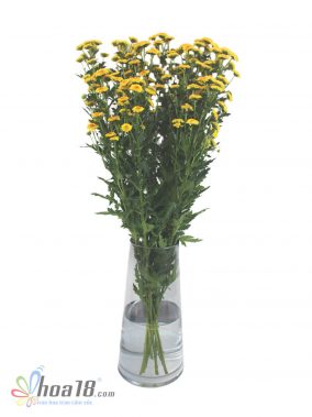 Hoa cắt cành - Hoa Calimero Vàng -IMG_6750 - Hoa18