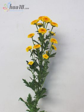 Hoa cắt cành - Hoa Calimero Vàng - IMG_6754 - Hoa18