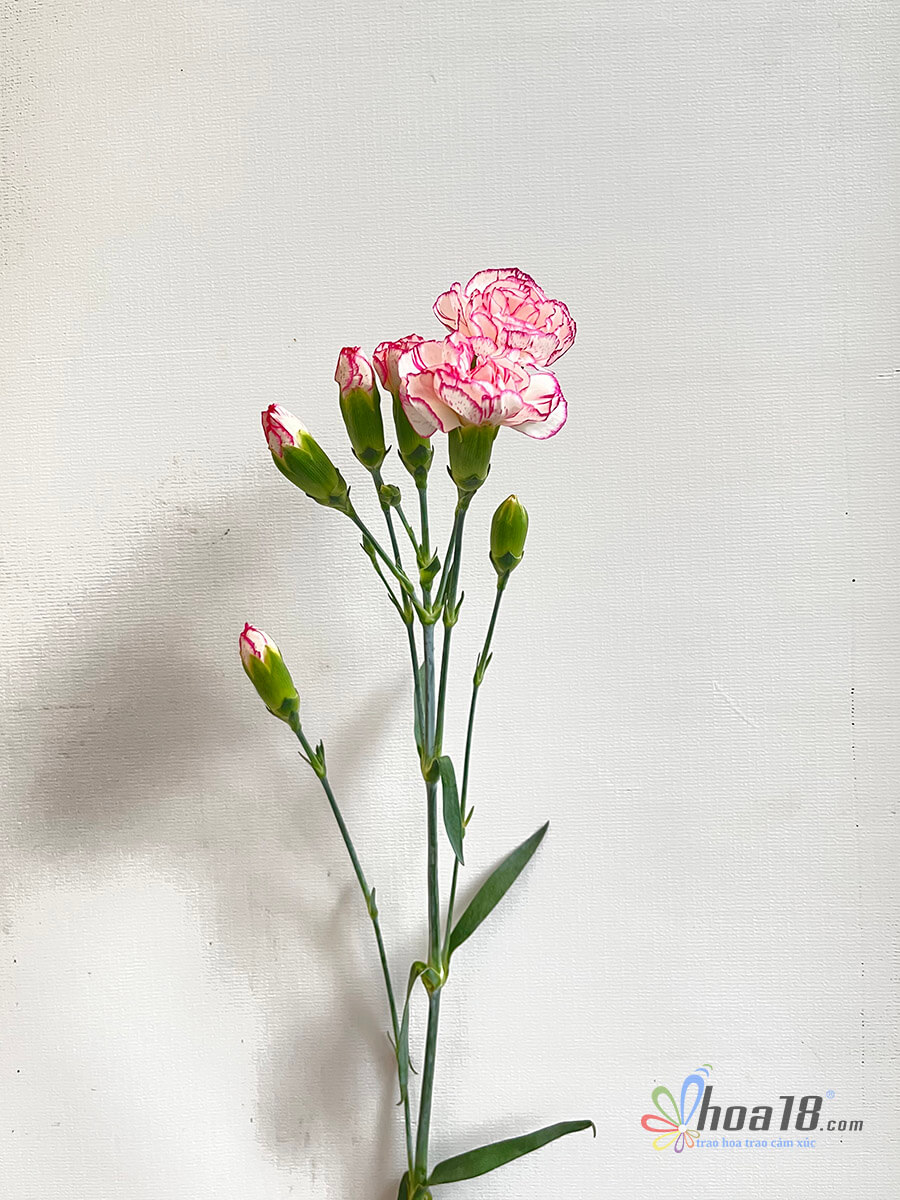 Hãy chiêm ngưỡng vẻ đẹp tuyệt vời của hoa cẩm chướng chùm hồng trong ảnh này. Với sắc hồng ngọt ngào và hương thơm nồng nàn, chúng sẽ làm say đắm các bạn yêu hoa.