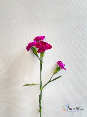 Hoa cắt cành - Hoa Cẩm Chướng Tím - IMG_1614 - Hoa18