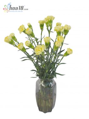Hoa cắt cành - Hoa Cẩm Chướng Vàng - IMG_6564 - Hoa18