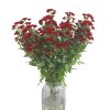 Hoa cắt cành - Hoa Cúc Đỏ - IMG_6873 - Hoa18